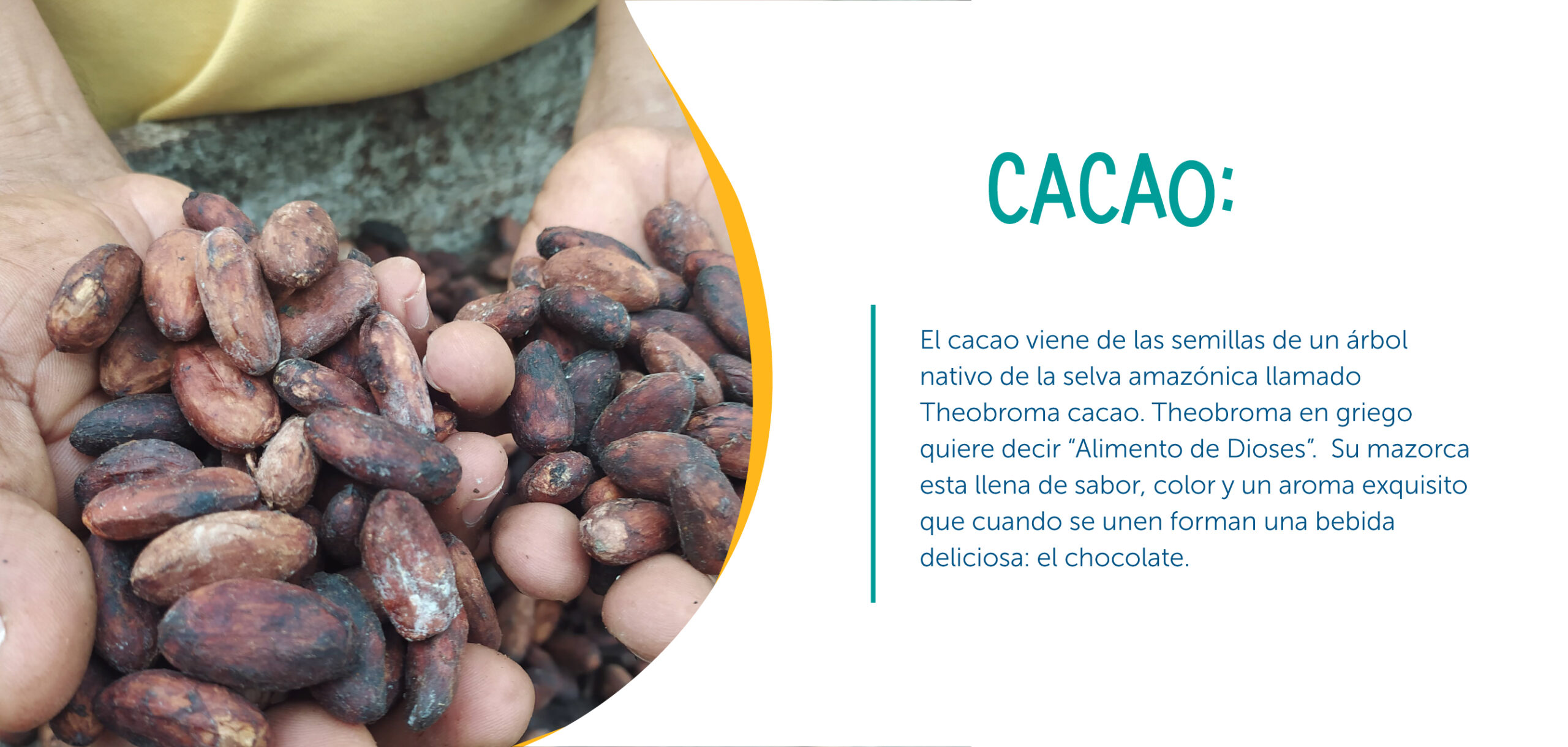 cacao producto Apoyamos