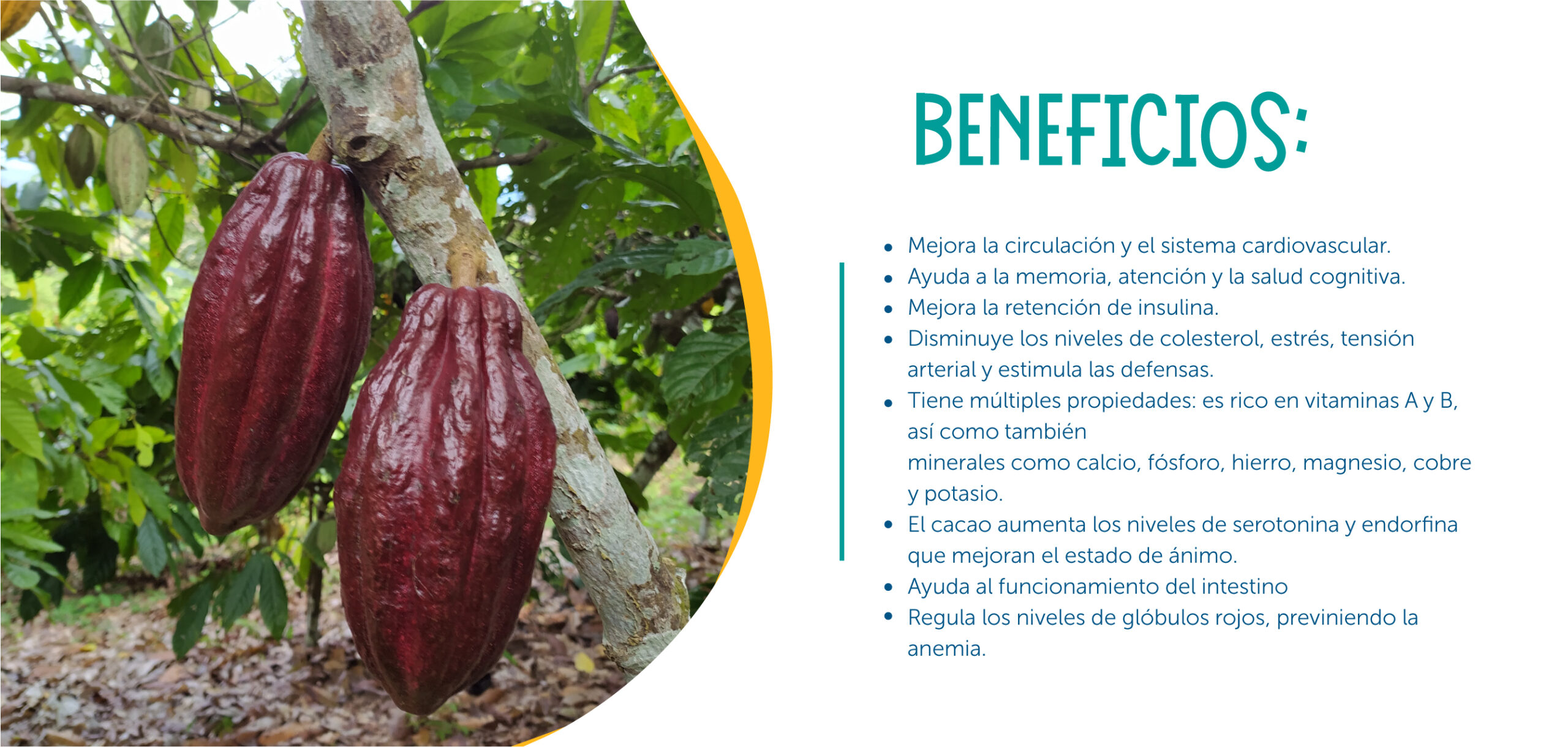 beneficios cacao Apoyamos