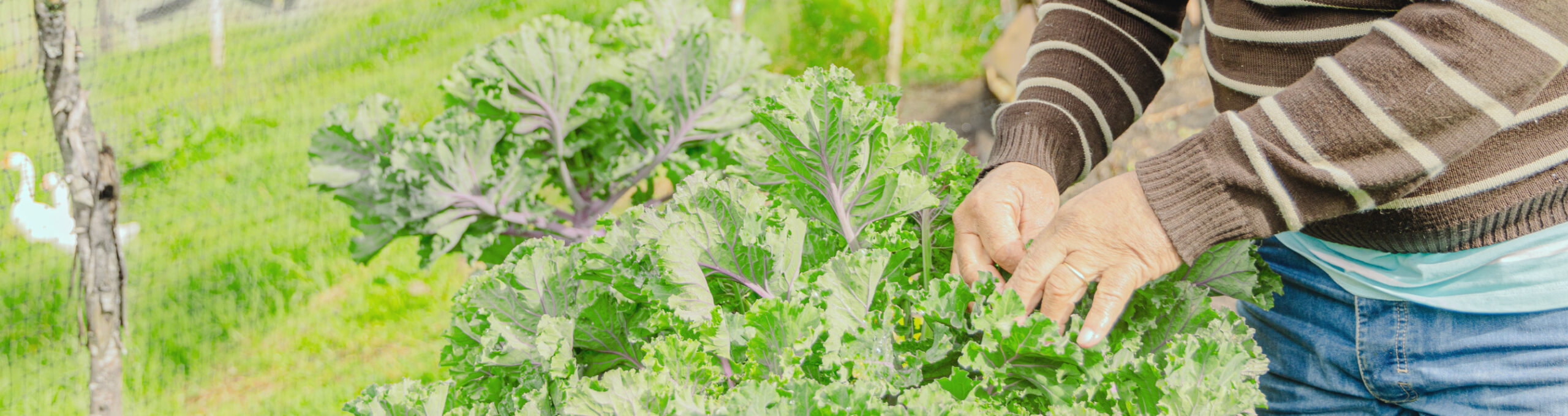 verduras octubre Apoyamos