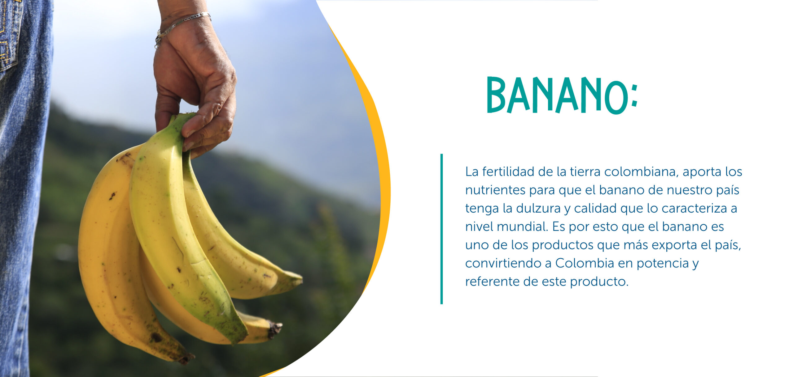 Banano noviembre