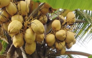 cocotero lleno de cocos visto desde abajo del árbol