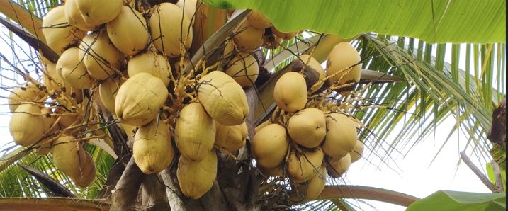 cocotero lleno de cocos visto desde abajo del árbol
