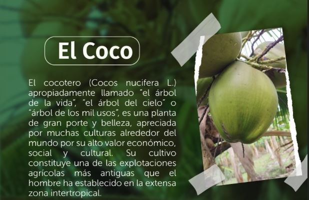 breve descripción de la planta del coco 